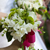 bouquets
