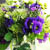 arrangement