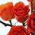 orange roses