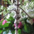 silver candlesticks