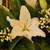 flowers on mantle