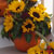 pumpkins