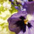 blue pansy