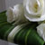 white roses