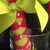 bouquet close up
