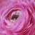 pinks