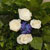 flowers on pillar