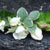 flowers on stones