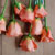 orange roses