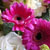 peonies