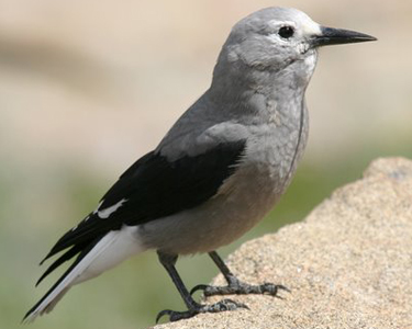 crow 1
