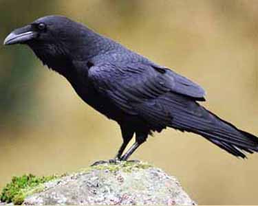 crow 10
