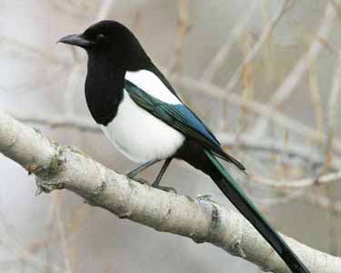 crow 11
