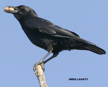 crow 12