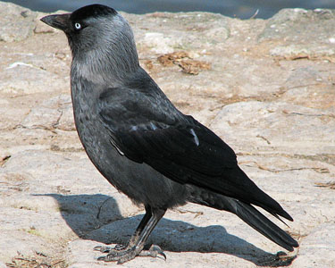 crow 3
