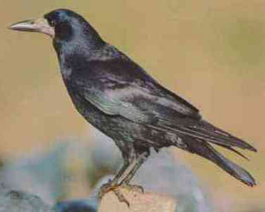 crow 4