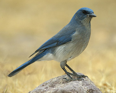 crow 5