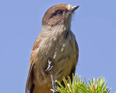 crow 6