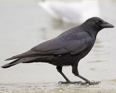 crow 7